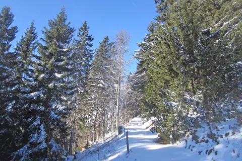 Pot proti planini Javornik z Javorni&scaron;kega prevala. / Foto: Jelena Justin