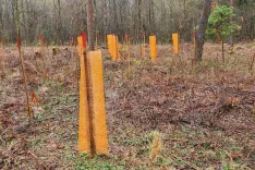 V Sloveniji obnova gozdov poteka načrtno in pod strokovnim nadzorom zavoda za gozdove. / Foto: Cveto Zaplotnik