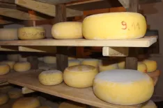 Gorenjski kmečki sirarji so že tradicionalno uspe&scaron;ni na ocenjevanju mlečnih izdelkov. / Foto: Cveto Zaplotnik