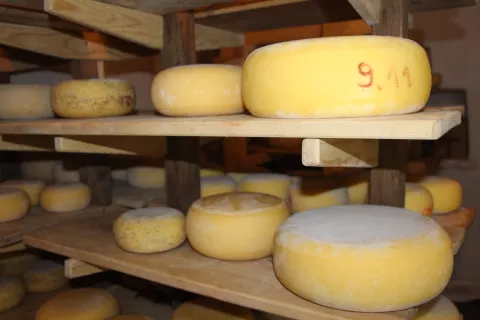 Gorenjski kmečki sirarji so že tradicionalno uspe&scaron;ni na ocenjevanju mlečnih izdelkov. / Foto: Cveto Zaplotnik