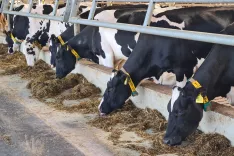 Goveda je treba cepiti z dvema odmerkoma cepiva, s prvim najkasneje do 3. aprila. / Foto: Cveto Zaplotnik