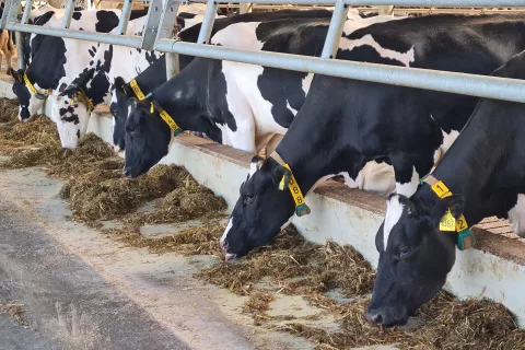 Goveda je treba cepiti z dvema odmerkoma cepiva, s prvim najkasneje do 3. aprila. / Foto: Cveto Zaplotnik