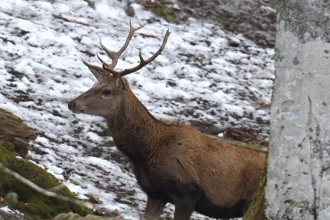 Odločba omogoča gorenjskim lovcem odstrel jelenjadi tudi zunaj lovne dobe, ki jo določa uredba. / Foto: Arhiv Gg - Gorazd Kavčič