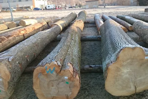 Lastniki gozdov dosežejo na dražbi vi&scaron;je cene za hlode kot pri redni prodaji. / Foto: Arhiv Organizatorja