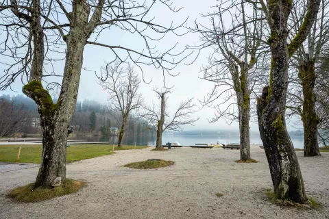 Odstranili bodo nevarna drevesa