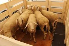 Uprava za varno hrano, veterinarstvo in varstvo rastlin poziva rejce drobnice, da spremljajo stanje v čredi. / Foto: Cveto Zaplotnik