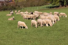 Ministrstvo bo z odlokom uredilo državno sofinanciranje veterinarske storitve cepljenja živali proti bolezni modrikastega jezika. / Foto: Cveto Zaplotnik