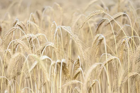 splo&scaron;na vročina polja polje žito p&scaron;enica / Foto: Tina Dokl