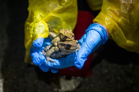 Akcija prena&scaron;anja dvoživk na cesti proti Jo&scaron;tu v Kranju / Foto: Primož Pičulin