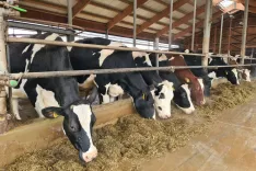 Prireja mleka postaja zaradi zniževanja odkupne cene mleka vse manj donosna. / Foto: Cveto Zaplotnik