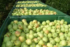 Pridelovalci sadja plačujejo vsako leto obvezni prispevek za promocijo sadjarstva. / Foto: Cveto Zaplotnik