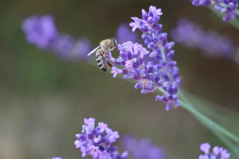 Čebelarska zveza poziva občane, da naj v soboto, 21. marca, posadijo medovito rastlino - cvetlico, grm ali drevo. / Foto: Cveto Zaplotnik