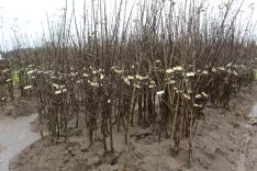Uprava za varno hrano, veterinarstvo in varstvo rastlin svetuje kupcem, da sadike sadnega drevja kupujejo v drevesnicah v Sloveniji. / Foto: Cveto Zaplotnik