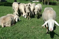 Od novega leta dalje poteka v Sloveniji obvezno cepljenje goved in drobnice proti bolezni modrikastega jezika. / Foto: Cveto Zaplotnik