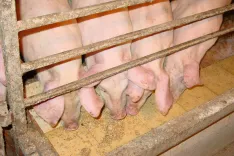 Rejci pra&scaron;ičev pitancev in plemenskih živali bodo deležni državne pomoči. / Foto: Cveto Zaplotnik