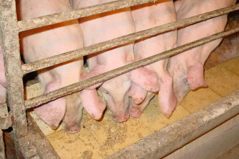 Rejci pra&scaron;ičev pitancev in plemenskih živali bodo deležni državne pomoči. / Foto: Cveto Zaplotnik