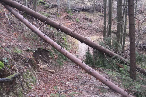 Podrto drevje ponekod onemogoča gozdarjem, da ocenijo posledice vetroloma. / Foto: Cveto Zaplotnik