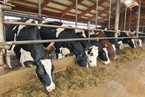 Tema izobraževalnega večera bodo tudi bolezni pri govedu. / Foto: Cveto Zaplotnik