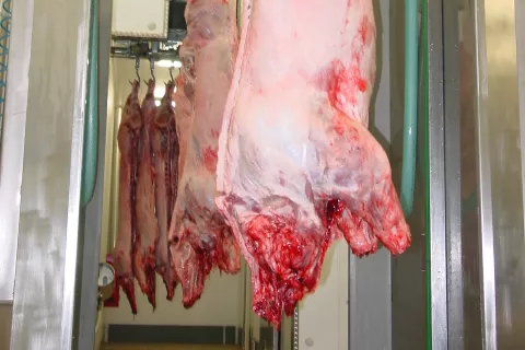 Regijske prehranske verige naj bi povezale pridelovalce, predelovalce, distributerje in javne zavode. / Foto: Cveto Zaplotnik