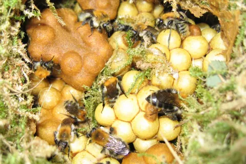 Pogled v gnezdo rjavega čmrlja. / Foto: Danilo Bevk