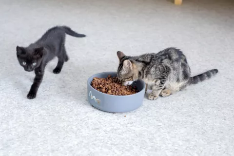 Regijsko zaveti&scaron;če bi bilo dolgoročna re&scaron;itev