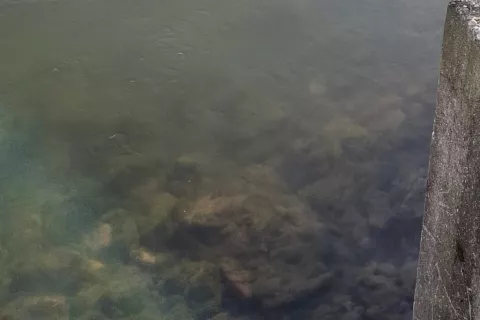 Ekologi: motna in smrdeča Sava