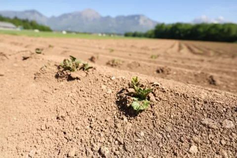 kmečka opravila su&scaron;enje trava seno obračanje trave su&scaron;a polje njiva zemlja sadike / Foto: Tina Dokl