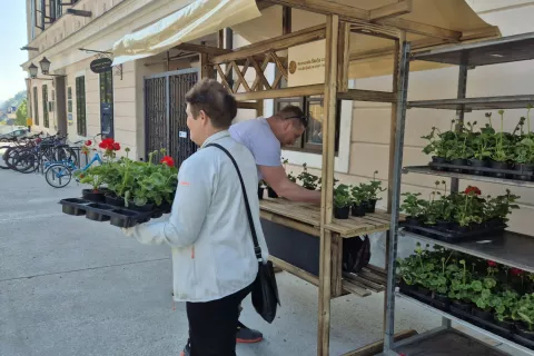 Me&scaron;čanom razdelili sadike rož