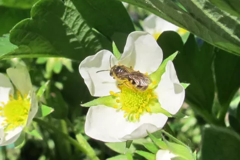 Medonosna čebela ali samotarka? Brazdarka na fotografiji je na prvi pogled podobna medonosni čebeli, a je precej manj&scaron;a. / Foto: Danilo Bevk