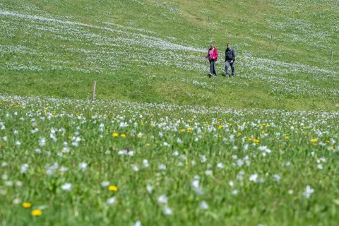 Praznik narcis pod Golico