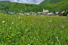 Festival alpskega cvetja v Bohinju