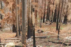 Na Gorenjskem je bil v zadnjih letih eden najobsežnej&scaron;ih požar v gozdovih nad Potočami, kjer so posledice vidne &scaron;e danes. / Foto: Cveto Zaplotnik