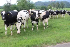 S pomočjo pametnih ovratnic lahko rejci odkrivajo pojatve in nenormalno obna&scaron;anje krav. Slika je simbolična. / Foto: Cveto Zaplotnik