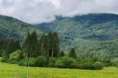 Če se zemlji&scaron;če zara&scaron;ča, ga v zavodu za gozdove ob izpolnitvi določenih pogojev uvrstijo v gozd. Slika je simbolična. / Foto: Cveto Zaplotnik
