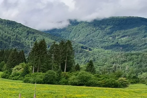 Če se zemlji&scaron;če zara&scaron;ča, ga v zavodu za gozdove ob izpolnitvi določenih pogojev uvrstijo v gozd. Slika je simbolična. / Foto: Cveto Zaplotnik