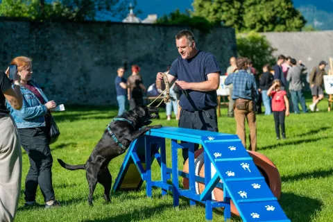 Vstopnica: mačja konzerva