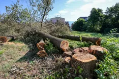 V Radovljici požagali stara drevesa