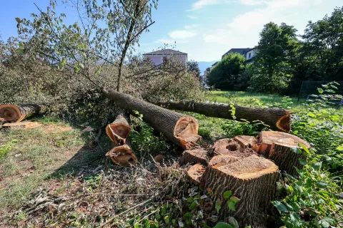 V Radovljici požagali stara drevesa