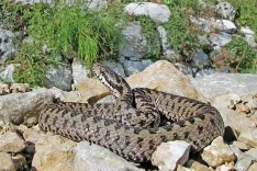 Tujo planinko je ugriznil navadni gad (na sliki), ki ga najdemo v vi&scaron;je ležečih predelih Slovenije. Pri nas so sicer od strupenih kač najbolj raz&scaron;irjeni modrasi, ki živijo tudi v nižinah. / Foto: arhiv GG / Foto: 
