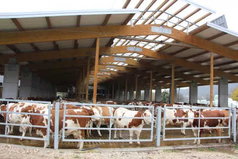 Na Mulejevi kmetiji na Selu pri Bledu dosegajo odlične rejske dosežke pri kravah lisaste pasme in pri križankah z lisasto pasmo. / Foto: Cveto Zaplotnik