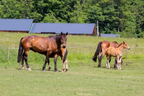 Dežurstva veterinarjev niso ukinjena