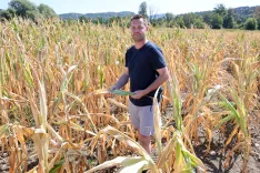 Kmetija Rotar iz Ihana je ena od &scaron;tevilnih kmetij na &scaron;ir&scaron;em gorenjskem območju, ki občuti posledice su&scaron;e. Na sliki: bodoči prevzemnik kmetije Matevž v oveneli, nizki koruzi brez storžev / Foto: Tina Dokl