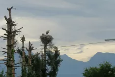 Gnezdo bele &scaron;torklje na Kutinovi ulici v Kranju / Foto: Ur&scaron;a Očko, DOPPS