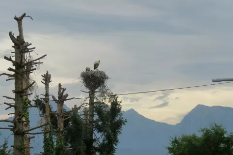 Gnezdo bele &scaron;torklje na Kutinovi ulici v Kranju / Foto: Ur&scaron;a Očko, DOPPS