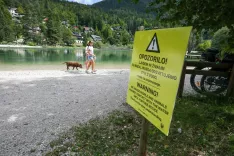 Preiskujejo pogin dveh psov