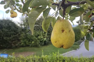 hru&scaron;ka, sadje, sadeži jesen / Foto: Nika Topori&scaron;