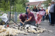 Od volne do sladoleda