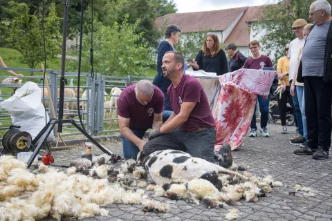 Od volne do sladoleda