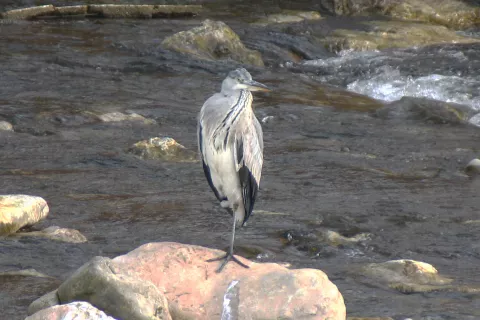 Stane Jarc iz &Scaron;kofje Loke nam je poslal fotografijo sive čaplje, ki jo je avgusta posnel na Poljanski Sori v &Scaron;kofji Loki, obsijano z jutranjim soncem. Čaplja spada med velike vodne ptice, ure dolgo lahko stoji in nepremično čaka, da mimo priprava riba&hellip; Čaplja je ptica selivka in morda je že na poti v tople kraje, kamor običajno leti ponoči. / Foto: Stane Jarc