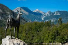 Simbolična fotografija občina Bohinj Ribčev Laz Bohinjsko jezero / Foto: Nik Bertoncelj